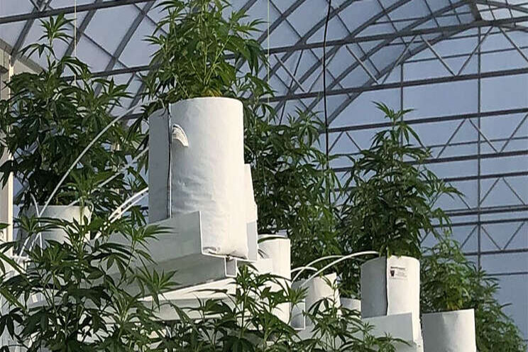 Automated vertical farming production towers Automated vertical farming production towers