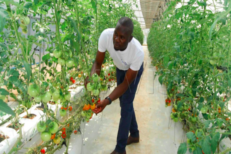 State of the art greenhouse to boost tomato export market State of the art greenhouse to boost tomato export market