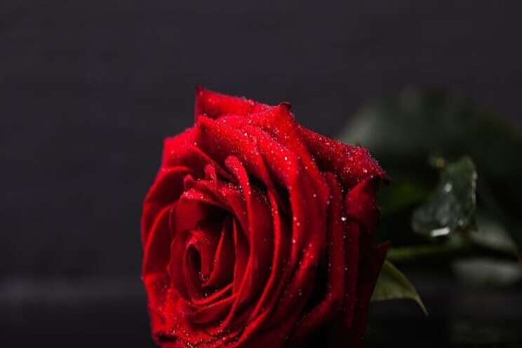 Largest rose greenhouse in EU will produce medicinal cannabis Largest rose greenhouse in EU will produce medicinal cannabis