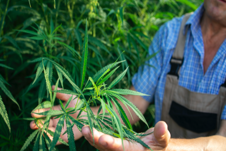 Cannabis brand partners for vertical integration project Cannabis brand partners for vertical integration project