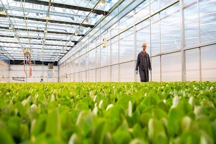 Local Bounti sees indoor farming as the future of produce growing