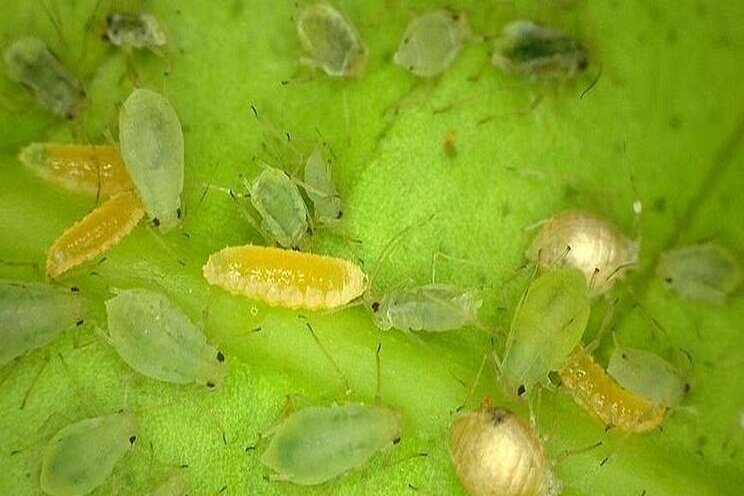 Second edition of popular bug bites! Webcast targets thrips