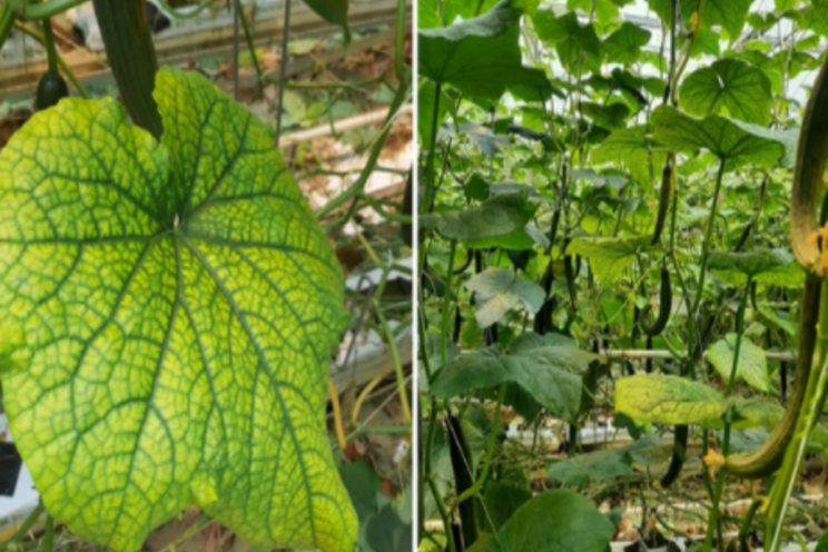 The accelerated research into new cucumber virus