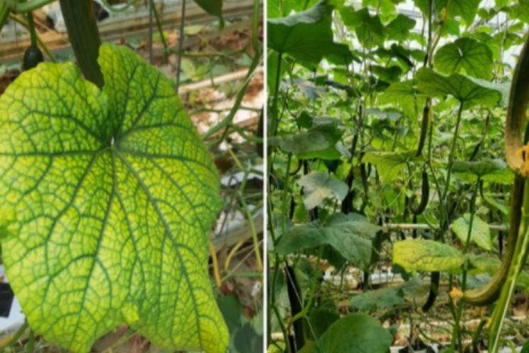 The accelerated research into new cucumber virus The accelerated research into new cucumber virus