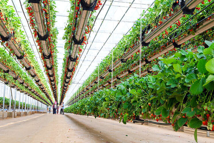 Planting the seeds for better vertical farm crops Planting the seeds for better vertical farm crops
