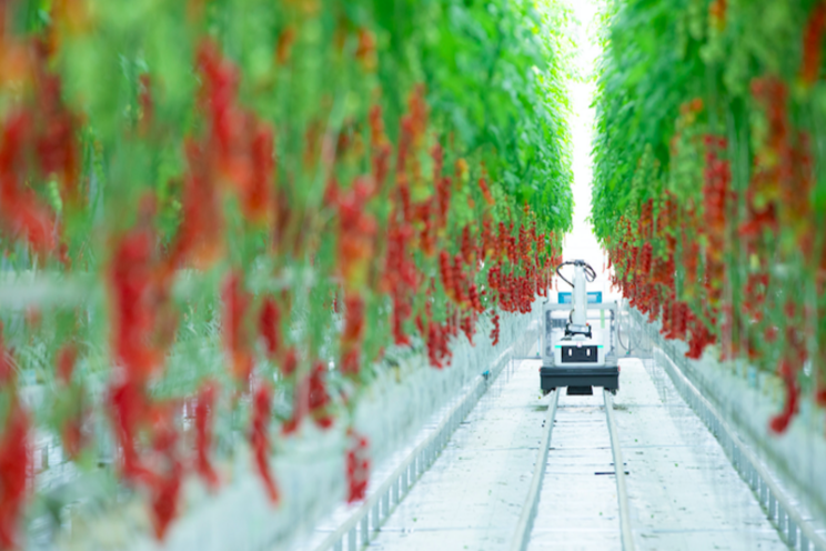 Meet the multifunctional robot for tomato harvesting