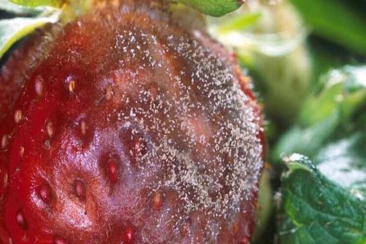 Why dry conditions are best when applying biopesticides Why dry conditions are best when applying biopesticides