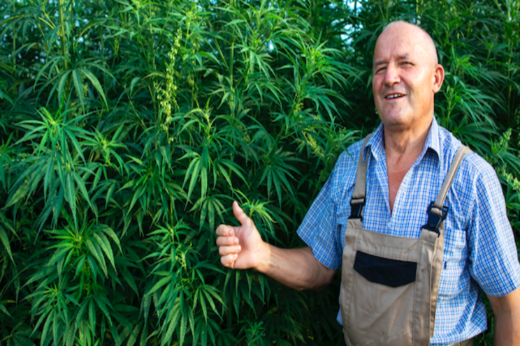 Avoiding cannabis crop loss in cultivation Avoiding cannabis crop loss in cultivation
