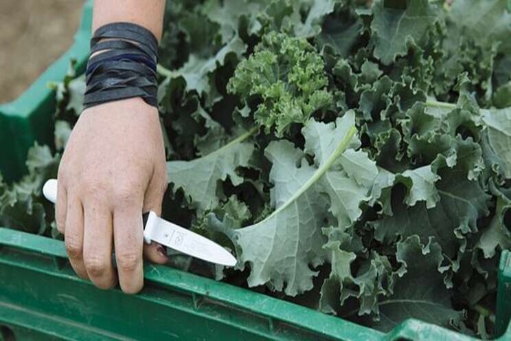 Two farming methods can feed the planet Two farming methods can feed the planet