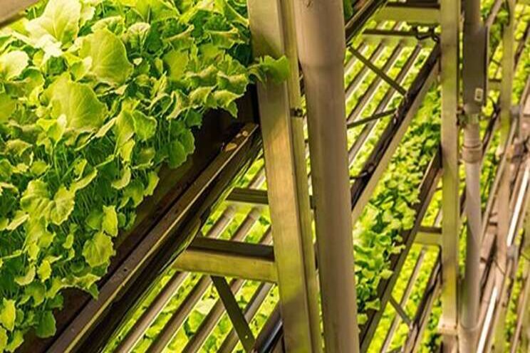 Drones, private wireless and AI to boost crop quality Drones, private wireless and AI to boost crop quality