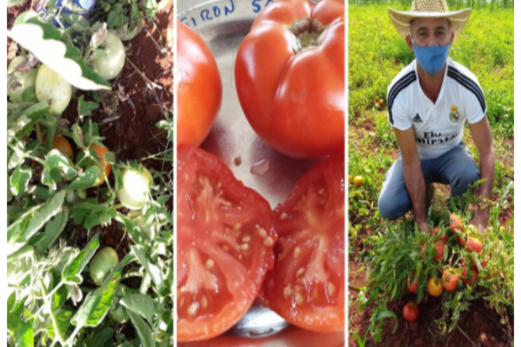 New crop varieties improve tomato and soybean yields New crop varieties improve tomato and soybean yields