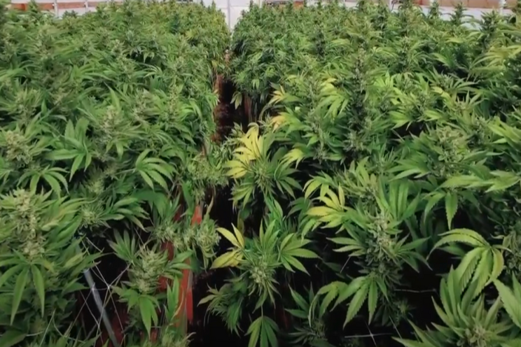 New certified product safety option for cannabis New certified product safety option for cannabis