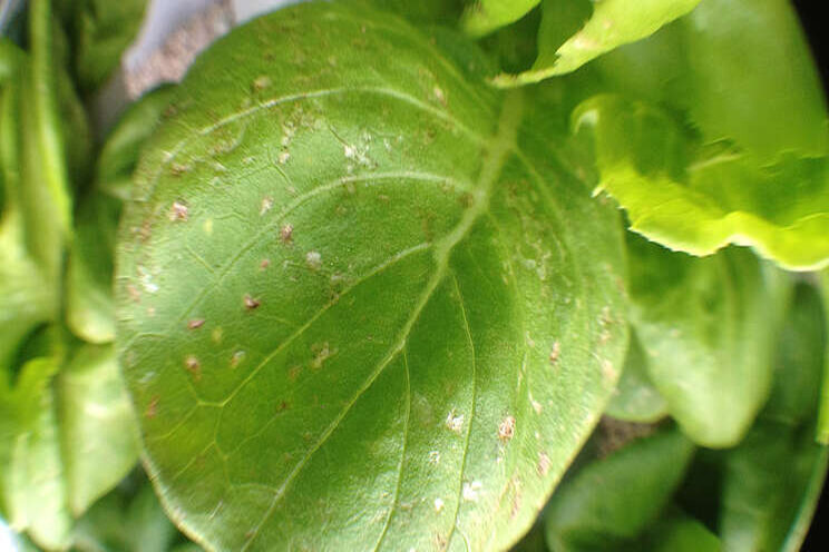 Greenhouse training online courses Disease Management Greenhouse training online courses Disease Management