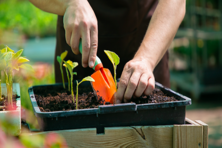 How BASF is enhancing its vegetable breeding focus How BASF is enhancing its vegetable breeding focus