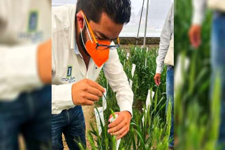 Ridder helps CIMMYT to develop resilience Ridder helps CIMMYT to develop resilience