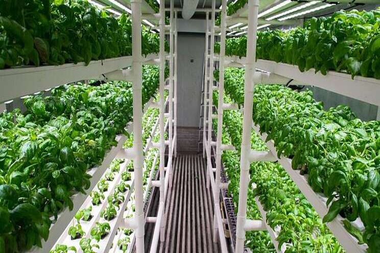 5 vertical farms to look out for in The Philippines 5 vertical farms to look out for in The Philippines