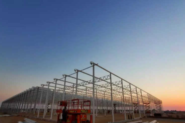Growing veggies in the Gulf region is not for the faint-hearted Growing veggies in the Gulf region is not for the faint-hearted