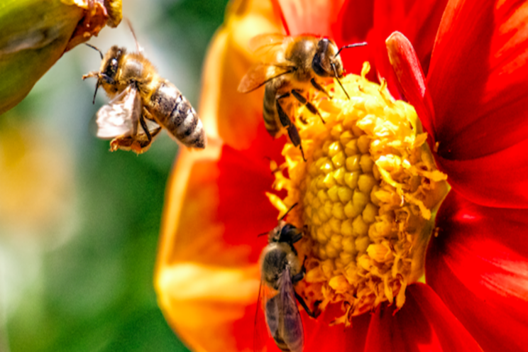 Common insecticide harmful to bees in any amount Common insecticide harmful to bees in any amount