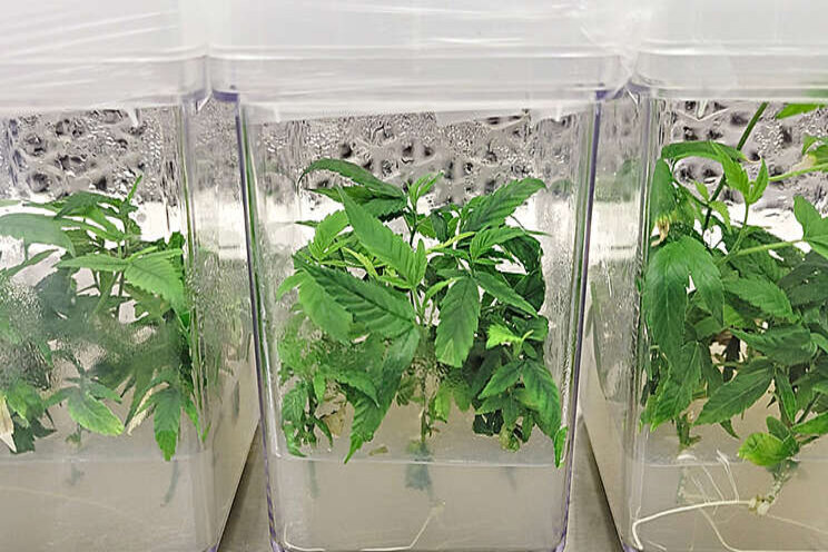 Thwarting a potential cannabis catastrophe with science Thwarting a potential cannabis catastrophe with science
