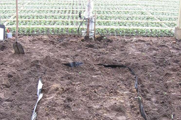 Virtual lysimeter advises grower about watering Virtual lysimeter advises grower about watering
