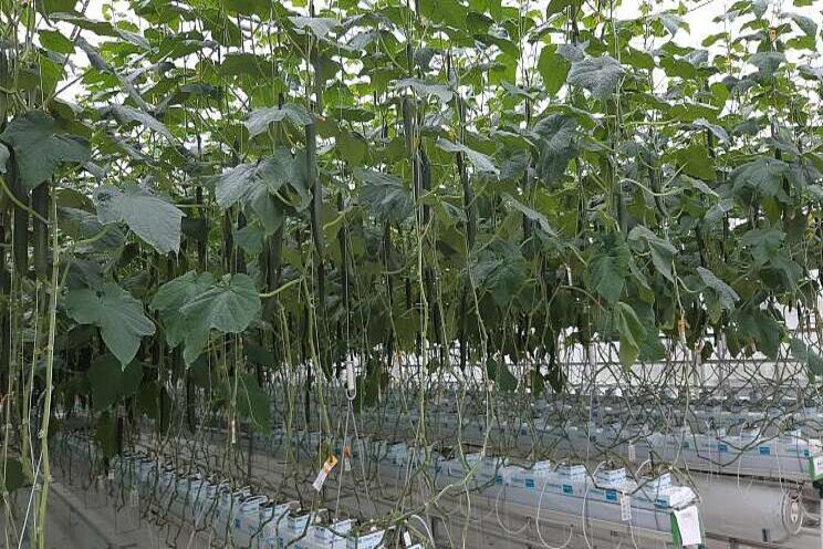 Low CO2 and still good cucumber production Low CO2 and still good cucumber production