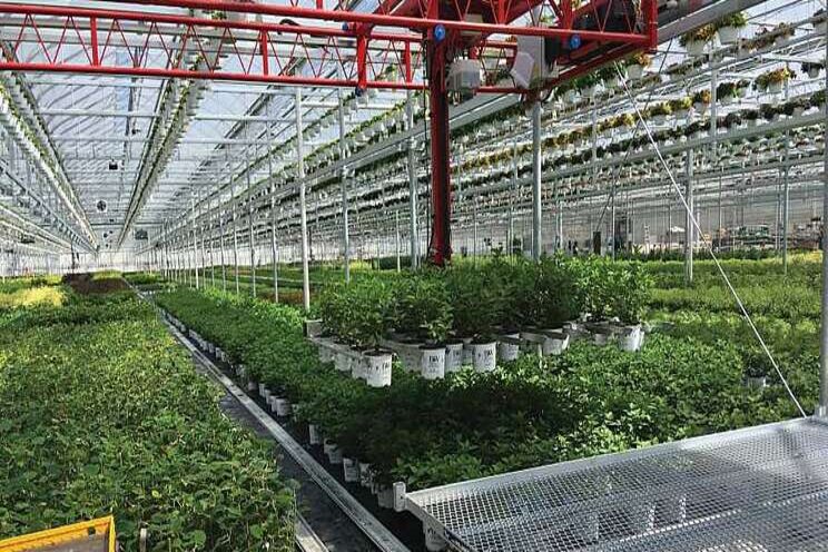 12 reasons automation can work for any greenhouse grower 12 reasons automation can work for any greenhouse grower