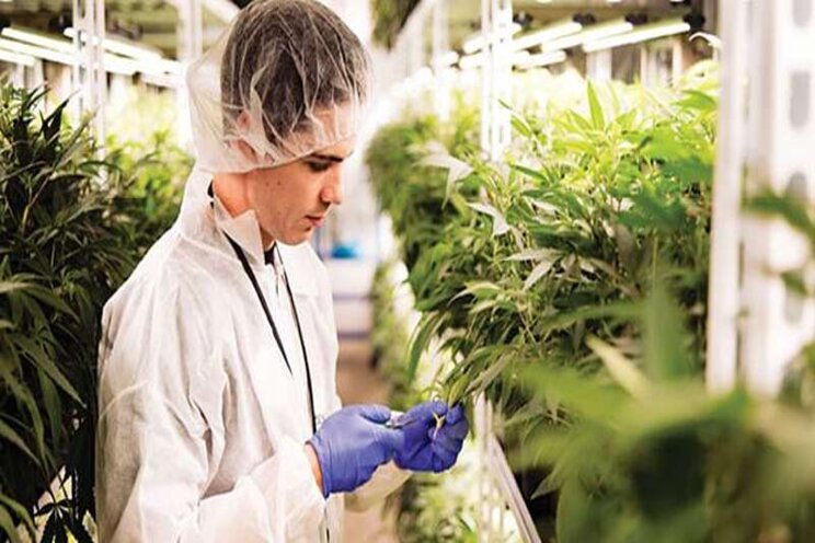 7 strategies to improve cannabis lighting 7 strategies to improve cannabis lighting