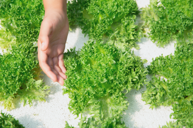 Just Vertical cultivates growth at home Just Vertical cultivates growth at home