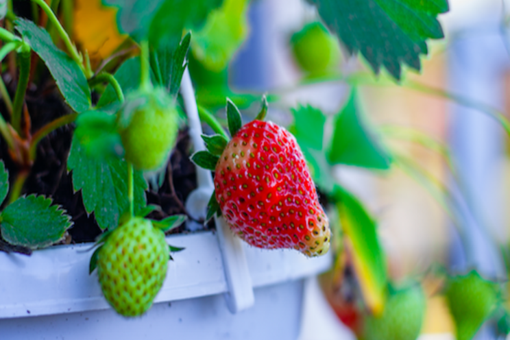 Study| Optimizing indoor agriculture Study| Optimizing indoor agriculture