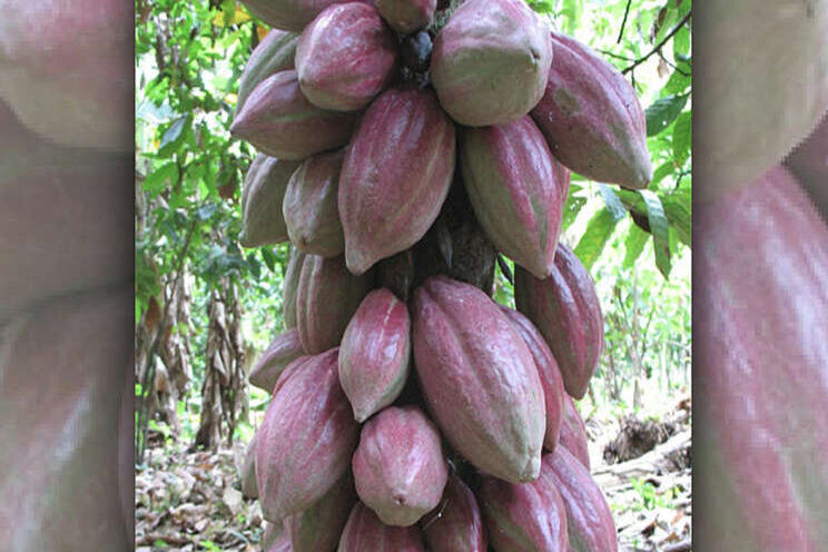 Vertical farming company seek to improve cocoa bean yields Vertical farming company seek to improve cocoa bean yields