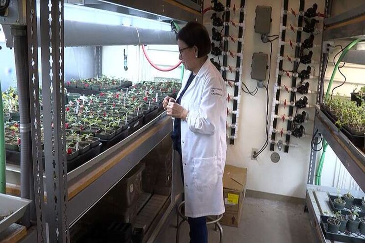 Tomatoes to be the next big crop for vertical farms