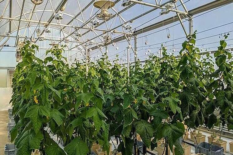 How to extend your growing season with cucumbers How to extend your growing season with cucumbers