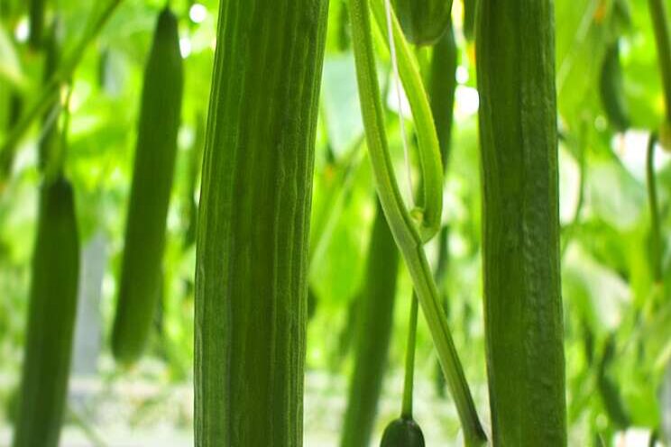 Aiming to eliminate single-use plastics for cucumbers Aiming to eliminate single-use plastics for cucumbers