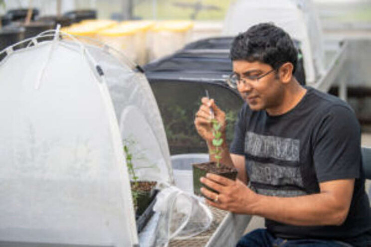 Pest attack-order changes plant defenses Pest attack-order changes plant defenses