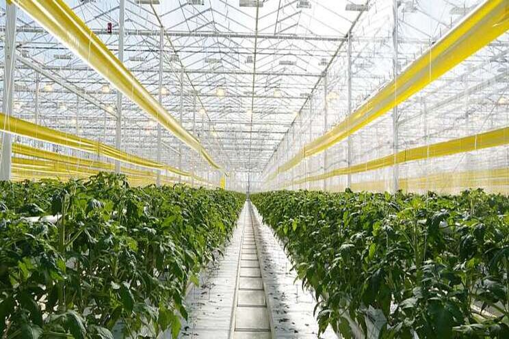 Two leading greenhouse vegetable operations partners Two leading greenhouse vegetable operations partners