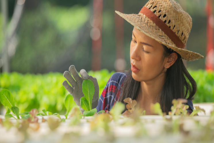 Considering switching to a hydroponic system? Considering switching to a hydroponic system?