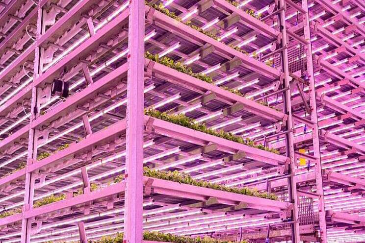 SRUC to open vertical farm to boost sector's skills SRUC to open vertical farm to boost sector's skills