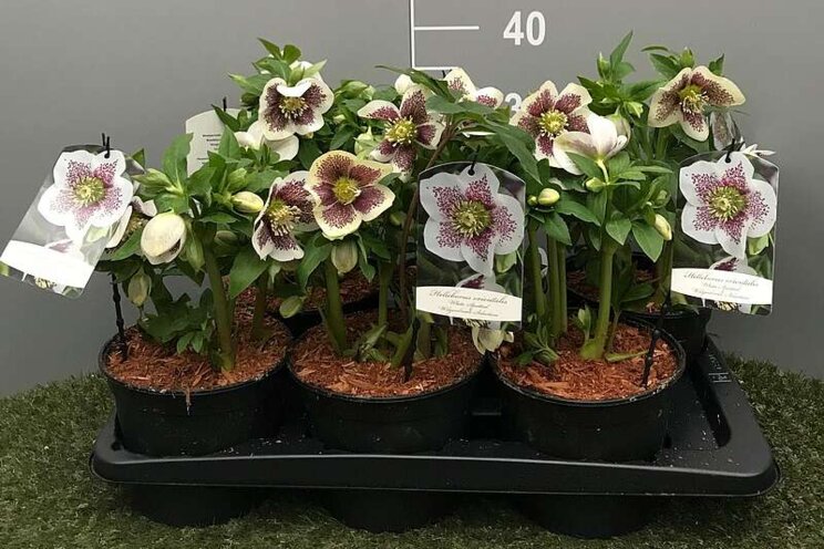 The 'VIV 'Collection' continues to bloom! The 'VIV 'Collection' continues to bloom!