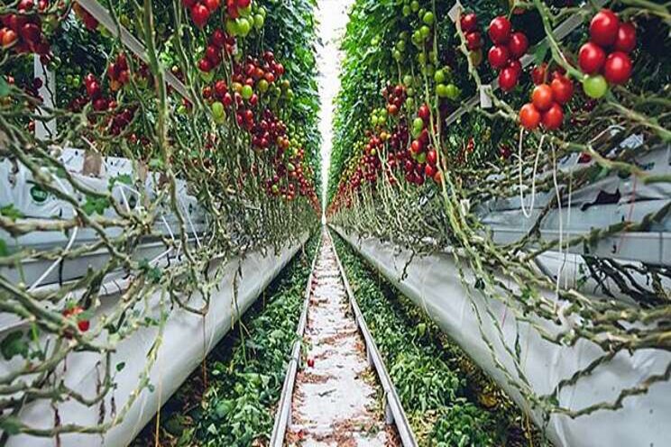 Vertical farming and the future of automation in agriculture