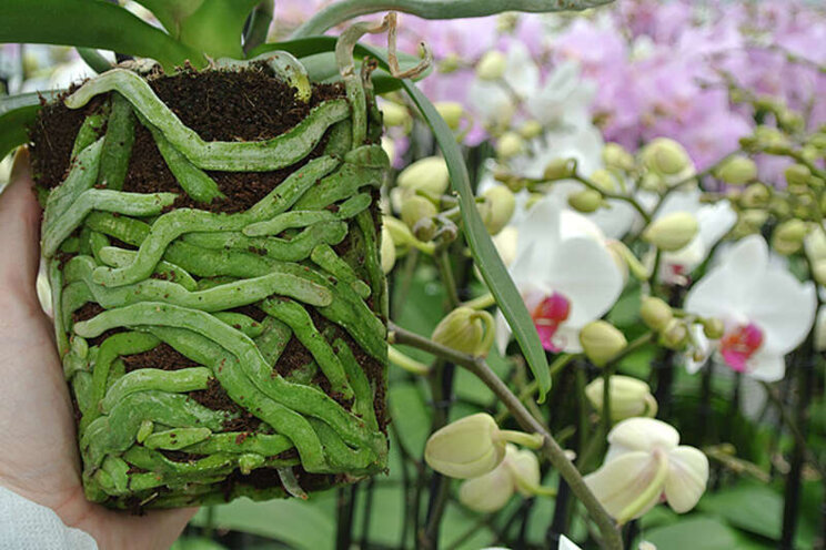 Pot worm control by choosing the right substrate Pot worm control by choosing the right substrate