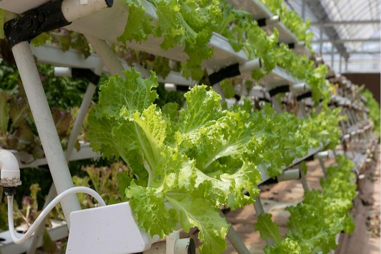 Investors eye growth in vertical farms Investors eye growth in vertical farms