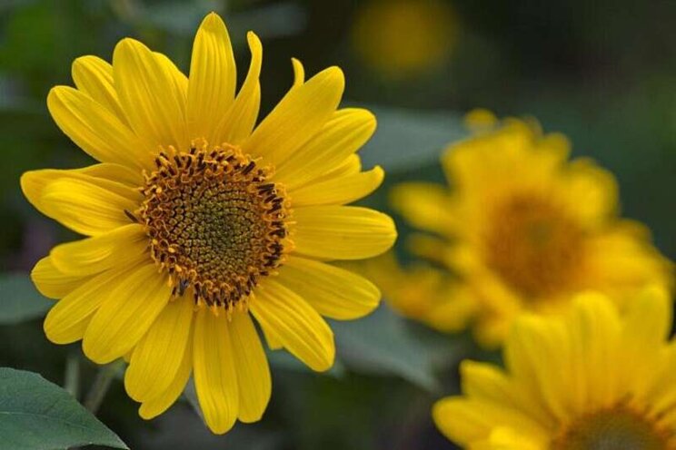 Six consumer trends and plants that are made for them Six consumer trends and plants that are made for them