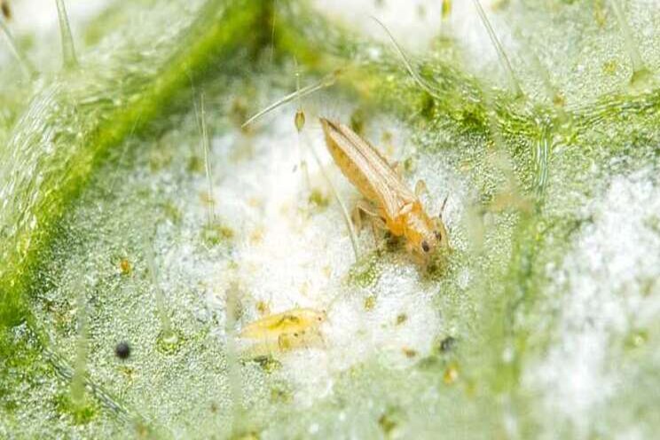 Detailed research on greenhouse thrips and botrytis Detailed research on greenhouse thrips and botrytis