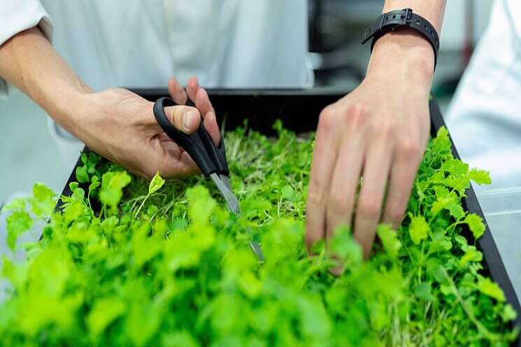 Ginkgo Bioworks and Bayer join forces to engineer plant microbes Ginkgo Bioworks and Bayer join forces to engineer plant microbes