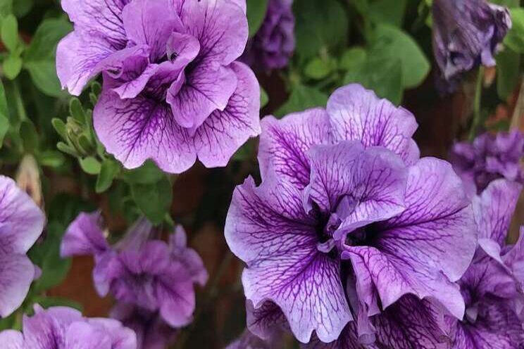 A few fav petunias courtesy of a professed plant geek A few fav petunias courtesy of a professed plant geek
