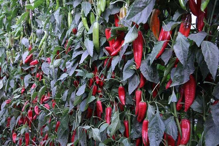 The development of seedless sweet peppers The development of seedless sweet peppers
