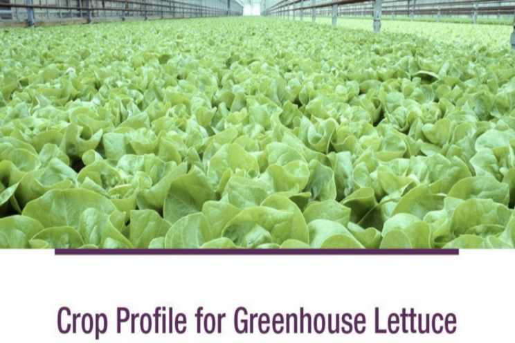 Canada releases new greenhouse lettuce crop profile Canada releases new greenhouse lettuce crop profile