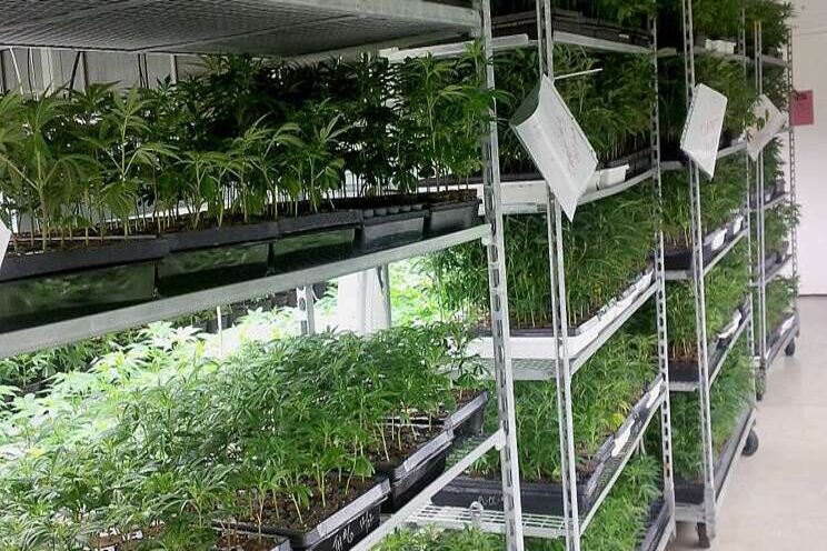 The most efficient use of your cannabis production space The most efficient use of your cannabis production space