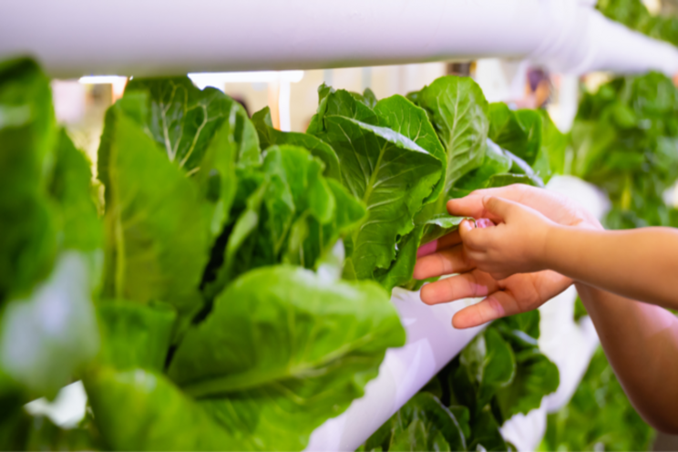 5 ways vertical farming is improving nutrition 5 ways vertical farming is improving nutrition