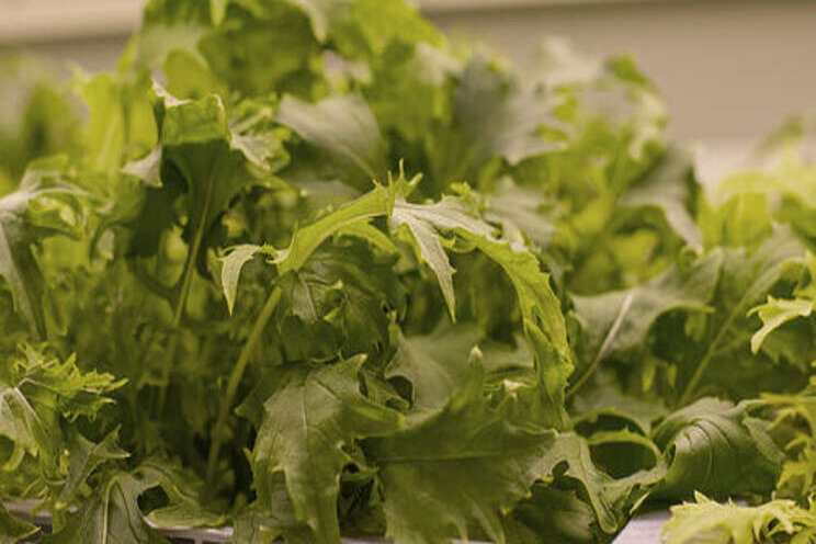 Indoor farming to help the UK prepare for climate chaos Indoor farming to help the UK prepare for climate chaos